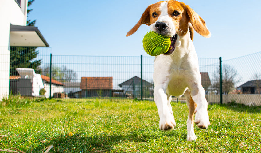 Backyard Hazards: Common Summer Dangers for Pets