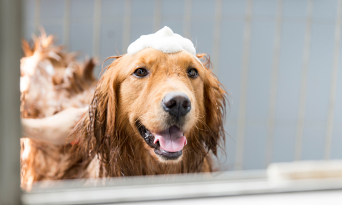 Dog being washed and groomed with suds on its head