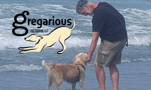 Greg feeding a golden Retriever on the beach with the Gregarious Dog Training LLC logo overlayed in the left corner