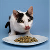 Forza10 Intestinal Dry Cat Food for Sensitive Stomachs & Digestive Support, Fish Flavor