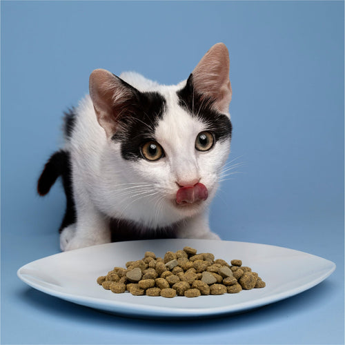 Forza10 Intestinal Dry Cat Food for Sensitive Stomachs & Digestive Support, Fish Flavor